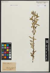 Foto von Salix alba L.